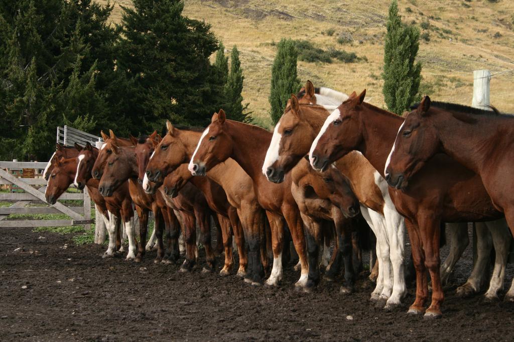 Estancia Nibepo Aike Колония-Франциско-Перито-Морено Экстерьер фото